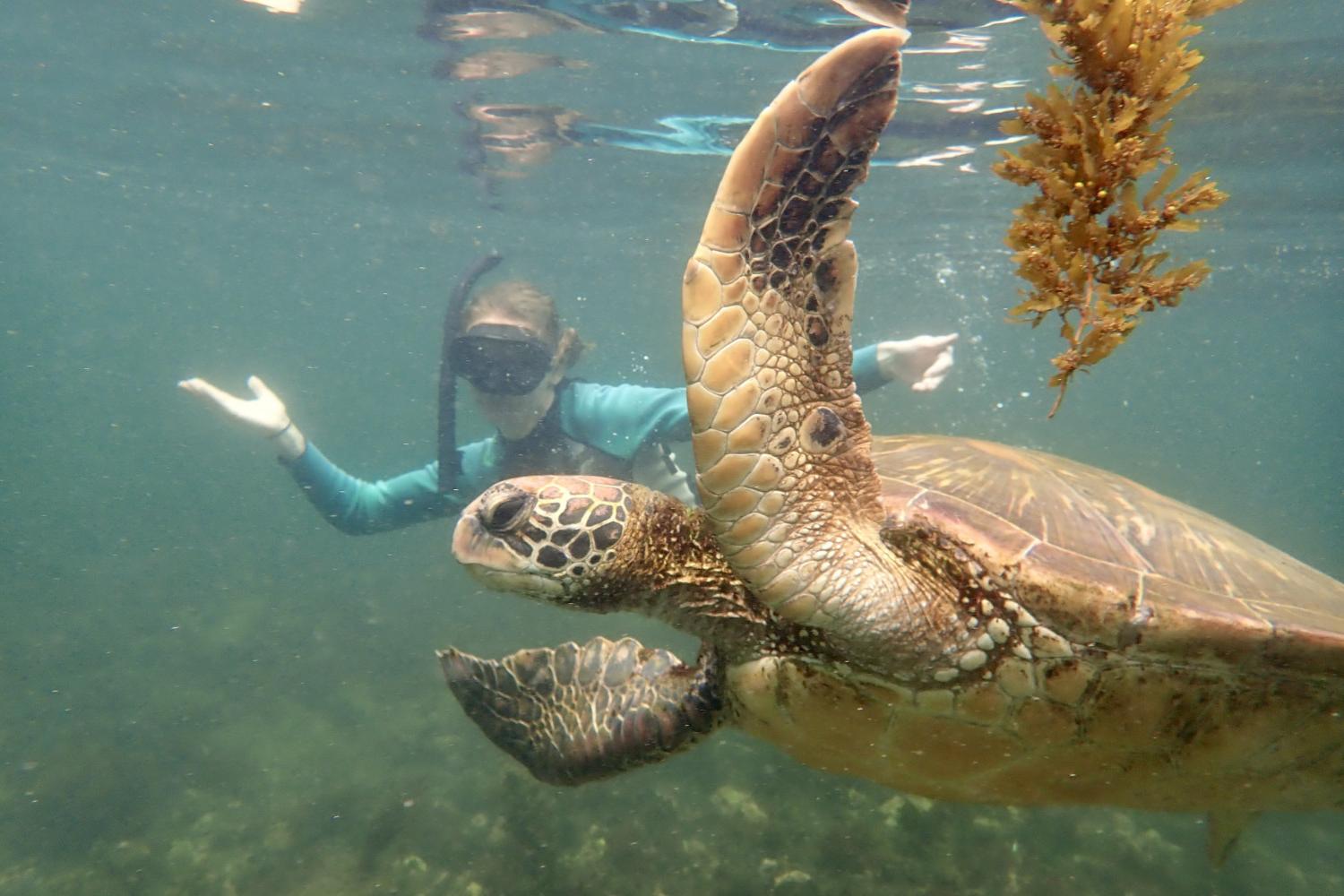 一名<a href='http://gpox.ngskmc-eis.net'>博彩网址大全</a>学生在Galápagos群岛游学途中与一只巨龟游泳.